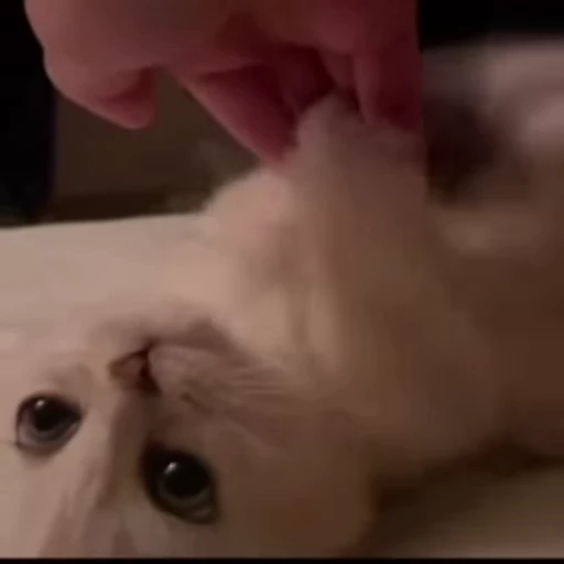 🌟 Стикер «котики» для Telegram