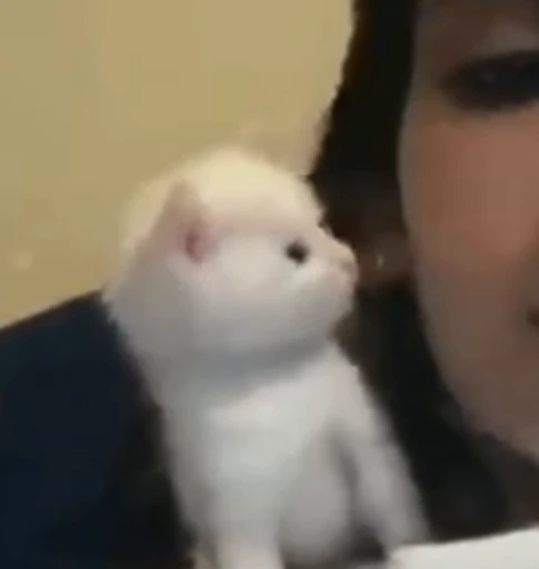 🐱 Стикер «котики» для Telegram
