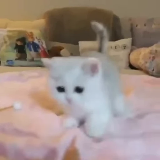 🐱 Стикер «котики» для Telegram