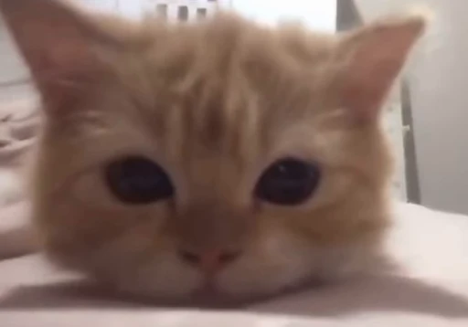 🐱 Стикер «котики» для Telegram