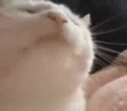 🐱 Стикер «котики» для Telegram