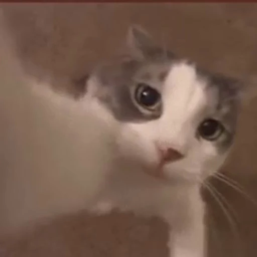 😘 Стикер «котики» для Telegram