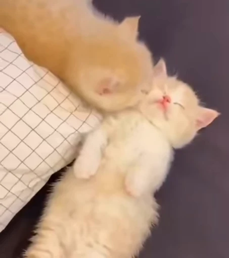 💗 Стикер «котики» для Telegram