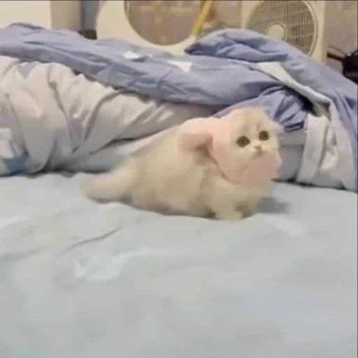 🌟 Стикер «котики» для Telegram
