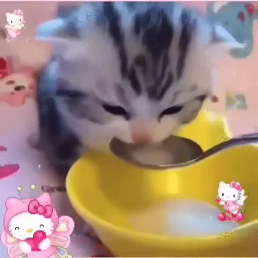 🐱 Стикер «котики» для Telegram