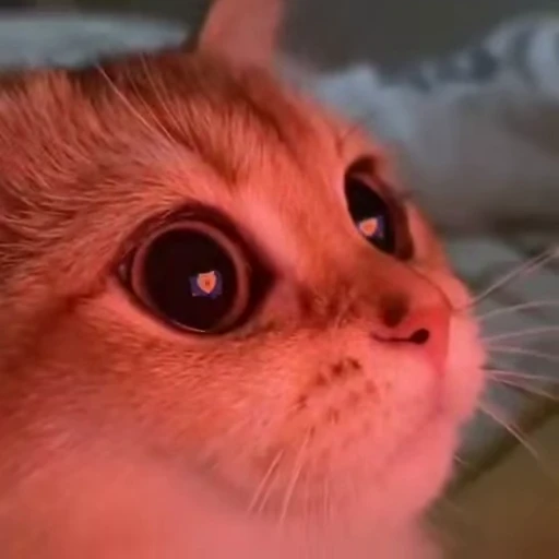 🐱 Стикер «котики» для Telegram