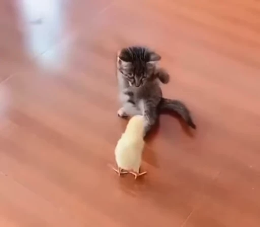 😤 Стикер «котики» для Telegram