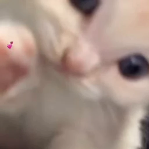 💗 Стикер «котики» для Telegram