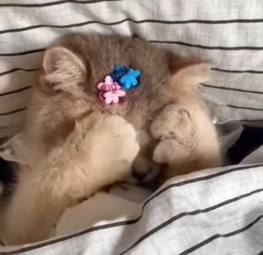 🌟 Стикер «котики» для Telegram