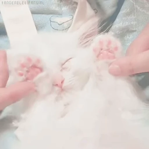 ❤️ Стикер «котики» для Telegram