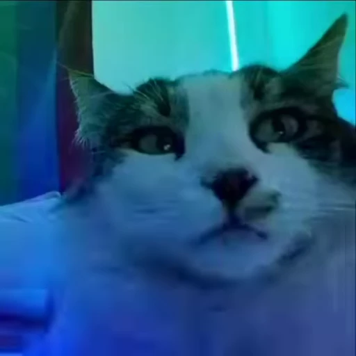 🌟 Стикер «котики» для Telegram