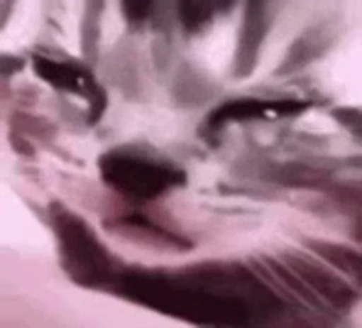 🐱 Стикер «котики» для Telegram
