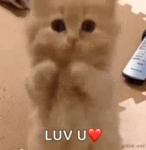 ❤️ Стикер «котики» для Telegram