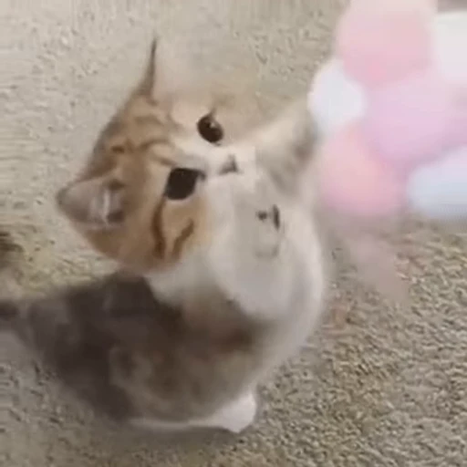 🐱 Стикер «котики» для Telegram