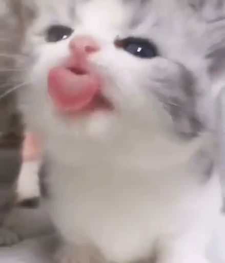🐱 Стикер «котики» для Telegram