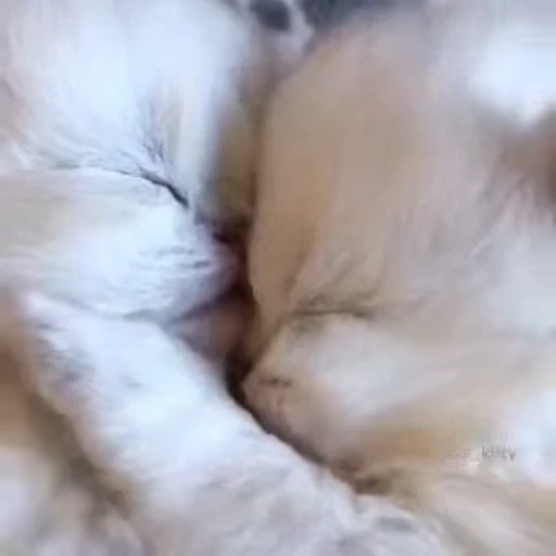 💗 Стикер «котики» для Telegram