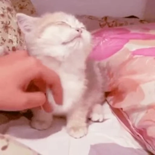 🐱 Стикер «котики» для Telegram