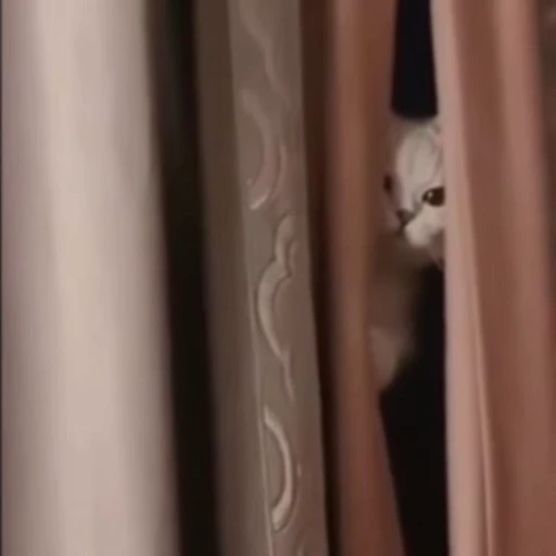 🌟 Стикер «котики» для Telegram