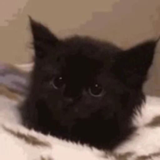 🐱 Стикер «котики» для Telegram