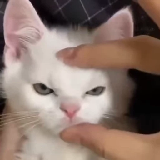 😤 Стикер «котики» для Telegram