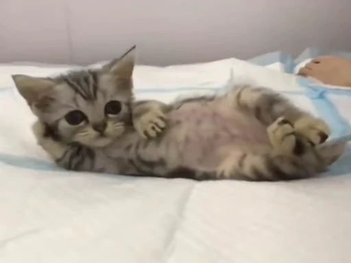 😏 Стикер «котики» для Telegram