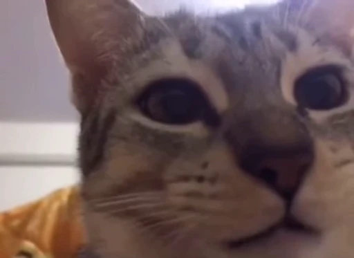 🐱 Стикер «котики» для Telegram