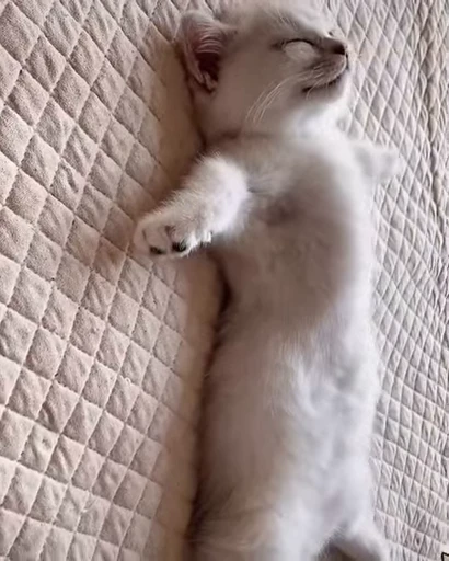 😴 Стикер «котики» для Telegram