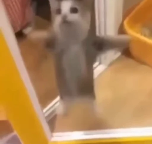 🥳 Стикер «котики» для Telegram