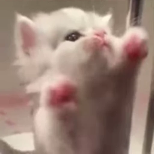 🌟 Стикер «котики» для Telegram