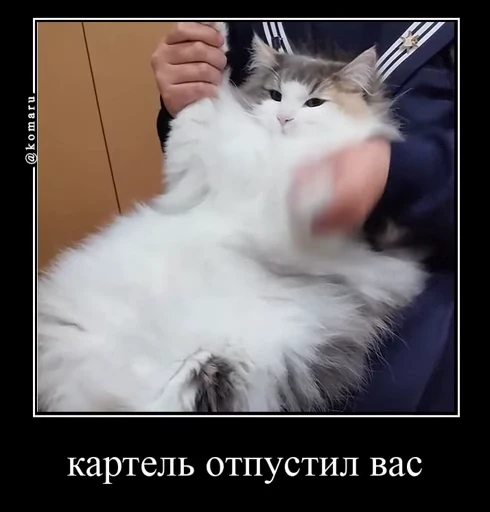 🤩 Стикер «Комару» для Telegram