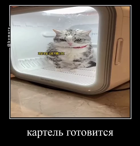 🤩 Стикер «Комару» для Telegram
