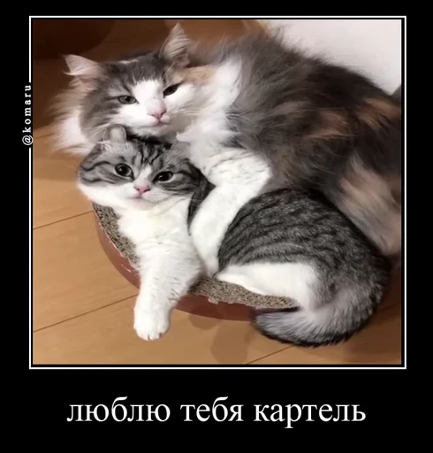 🤩 Стикер «Комару» для Telegram