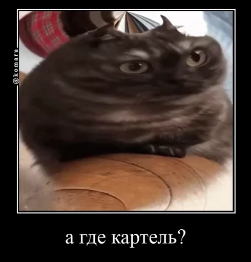 🤩 Стикер «Комару» для Telegram