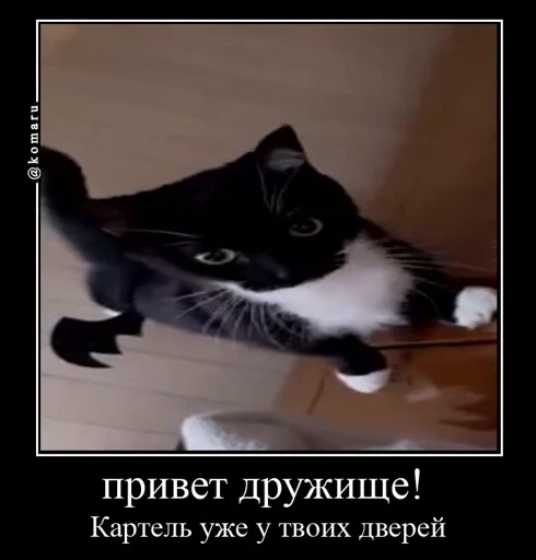 🤩 Стикер «Комару» для Telegram