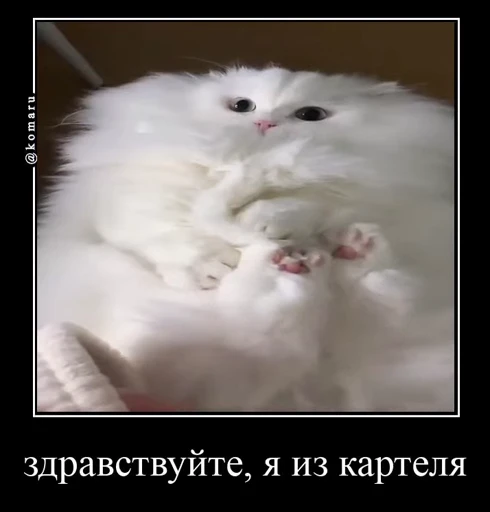 🤩 Стикер «Комару» для Telegram