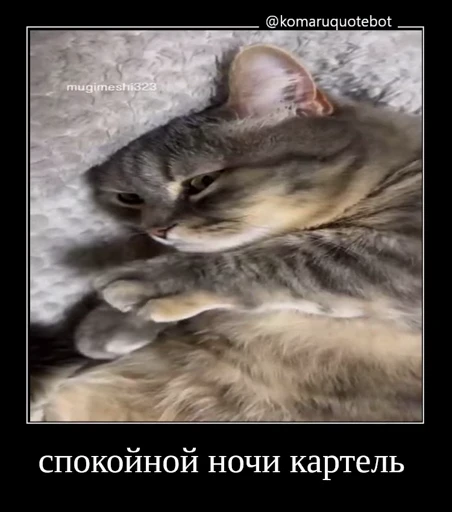 🤩 Стикер «Комару» для Telegram