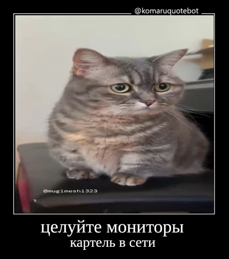 🤩 Стикер «Комару» для Telegram