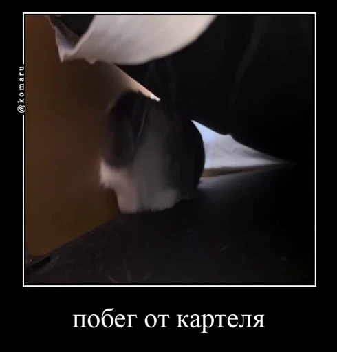 🤩 Стикер «Комару» для Telegram