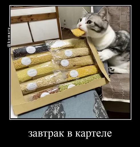 🤩 Стикер «Комару» для Telegram