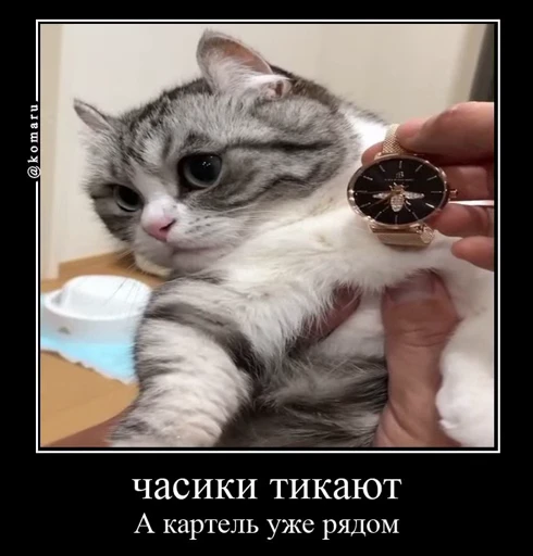 🤩 Стикер «Комару» для Telegram
