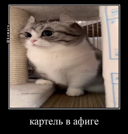 🤩 Стикер «Комару» для Telegram