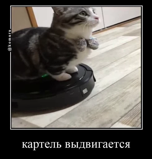 🤩 Стикер «Комару» для Telegram