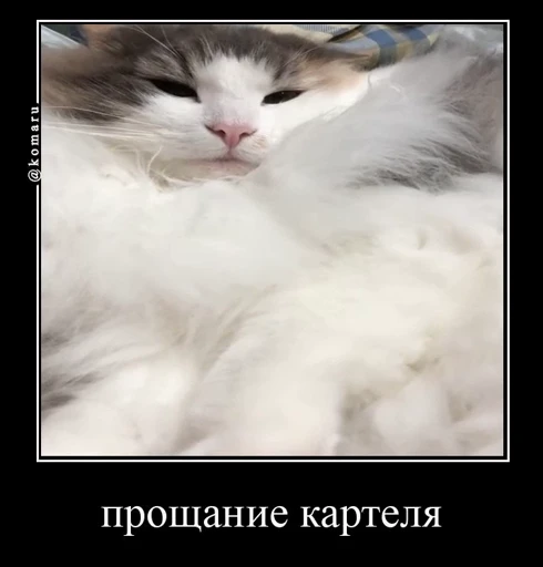 🤩 Стикер «Комару» для Telegram