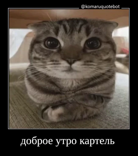 🤩 Стикер «Комару» для Telegram