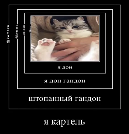 🤩 Стикер «Комару» для Telegram