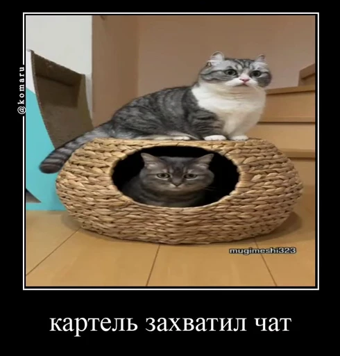 🤩 Стикер «Комару» для Telegram