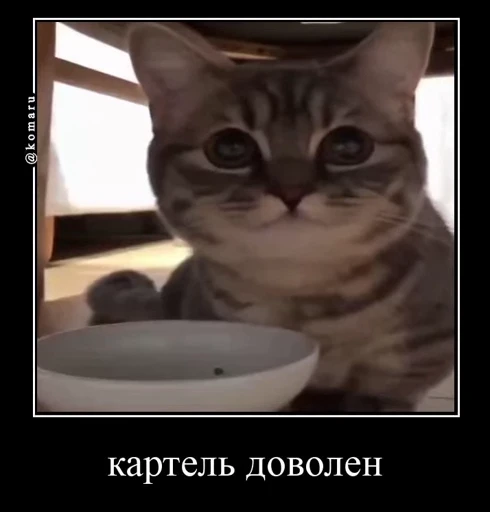 🤩 Стикер «Комару» для Telegram