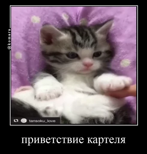 🤩 Стикер «Комару» для Telegram