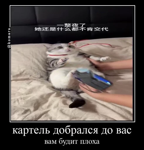 🤩 Стикер «Комару» для Telegram