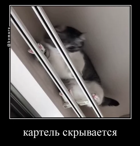 🤩 Стикер «Комару» для Telegram
